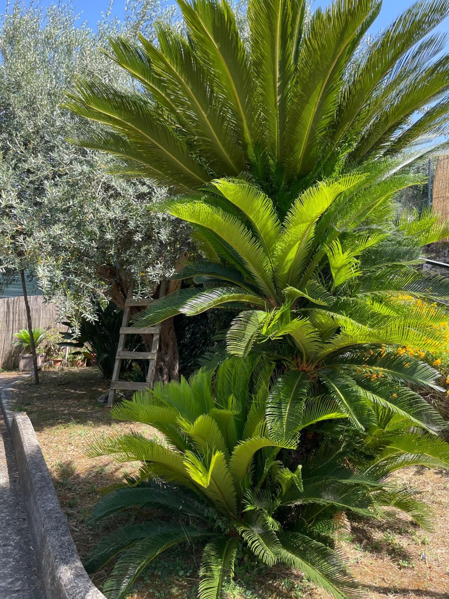 Villa Rosmary Massa Lubrense Dış mekan fotoğraf